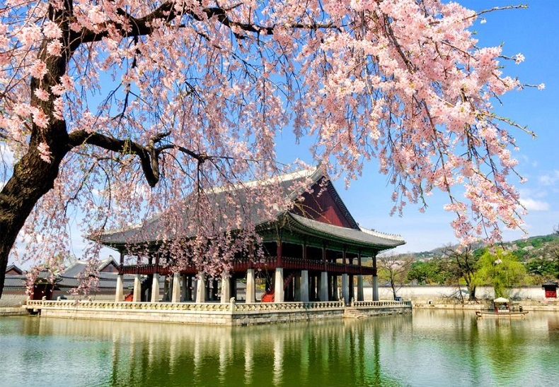 TOUR DU LỊCH HÀN QUỐC 5 NGÀY 4 ĐÊM BẢN PHỔ THÔNG NGẮM TRỌN VẺ ĐẸP HOA ANH ĐÀO (THÁNG 3,4) LỄ 30.4-1.5 TOUR CHẤT LƯỢNG CAO GIÁ TỐT TỪ HÀ NỘI TP HỒ CHÍ MINH - SEOUL-NAMI - EVERLAND - CÔNG VIÊN YEOUIDO - RỪNG SEOUL 