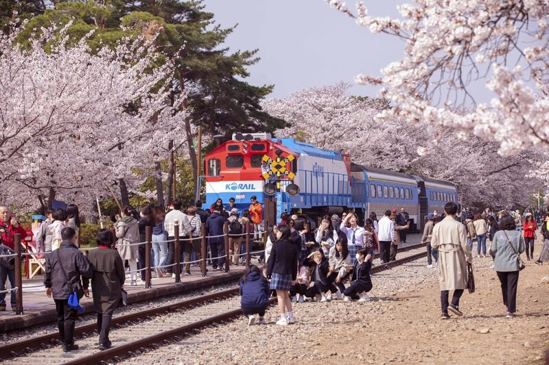 TOUR DU LỊCH HÀN QUỐC 5 NGÀY 4 ĐÊM BẢN PHỔ THÔNG NGẮM TRỌN VẺ ĐẸP HOA ANH ĐÀO (THÁNG 3,4) LỄ 30.4-1.5 TOUR CHẤT LƯỢNG CAO GIÁ TỐT TỪ HÀ NỘI TP HỒ CHÍ MINH - SEOUL-NAMI - EVERLAND - CÔNG VIÊN YEOUIDO - RỪNG SEOUL 