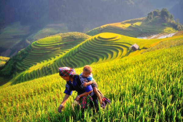TOUR  HÀ NỘI  -YÊN BÁI - HỒ THÁC BÀ -TÚ LỆ - MÙ CANG CHẢI 3N2Đ KHÁM PHÁ SỰ HÙNG VĨ CỦA NÚI RỪNG TÂY BẮC QUA  NHỮNG RUỘNG BẬC THANG NỔI TIẾNG NHẤT  