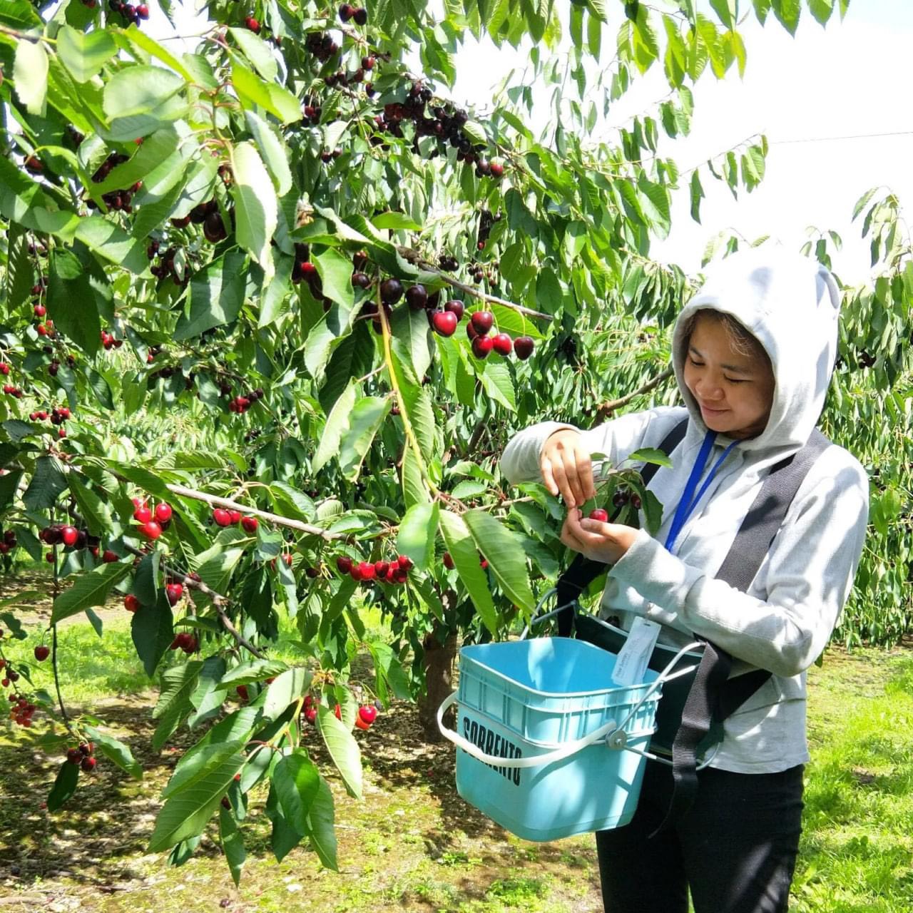 TÌM HIỂU LÀM FARM ÚC VÀ CHÂU ÂU DỄ HAY KHÓ VỚI NGƯỜI VIỆT - NHỮNG ĐIỀU CƠ BẢN NÊN BIẾT TRƯỚC KHI LỰA CHỌN CÔNG VIỆC NÀY 